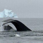 Whale