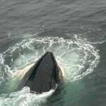 Whale