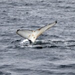Whale