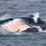 Whale