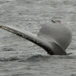 Whale