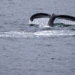Whale