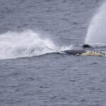 Whale