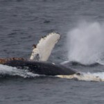 Whale