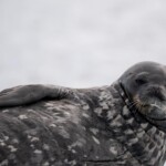 Seal
