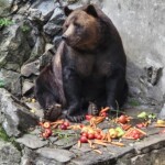 Český Krumlov Bear
